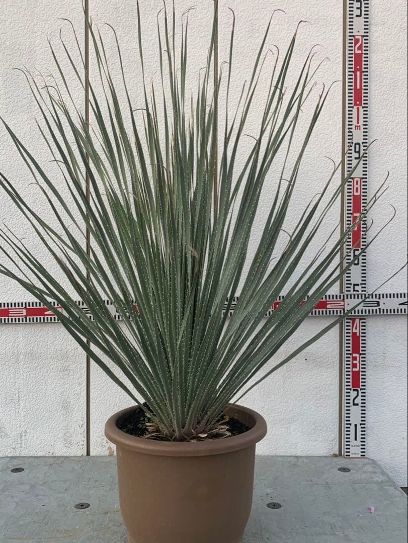 マ*キ様 ダシリリオン