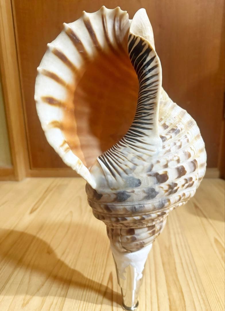 大型修験道法螺貝39㎝　山伏　密教　熊よけ　魔除け❣️ホラガイ　ほら貝