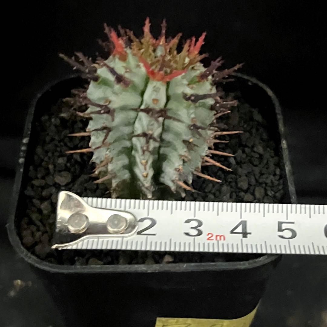 ユーフォルビアホリダ 宇田ゼブラホリダ 雌株B - メルカリ