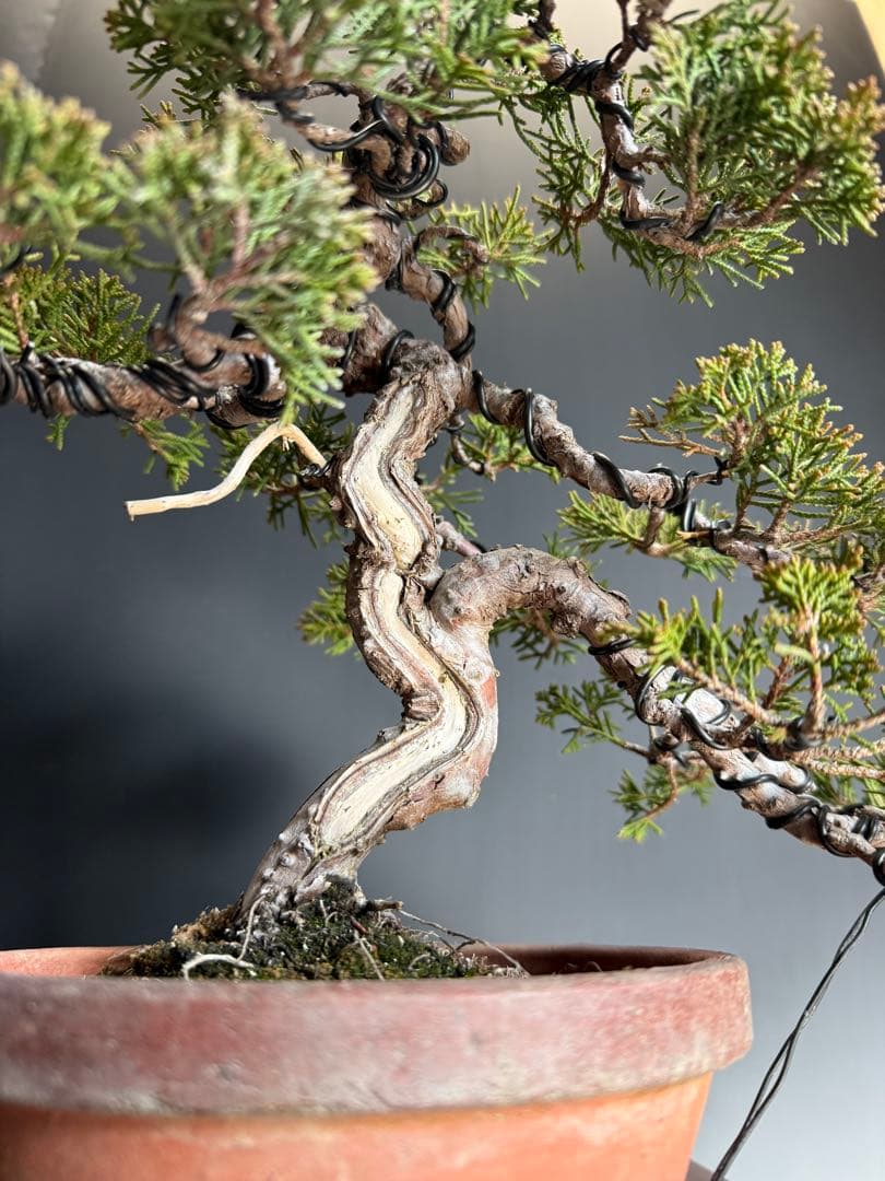 糸魚川真柏盆栽 捻転舎利模様木 - メルカリ
