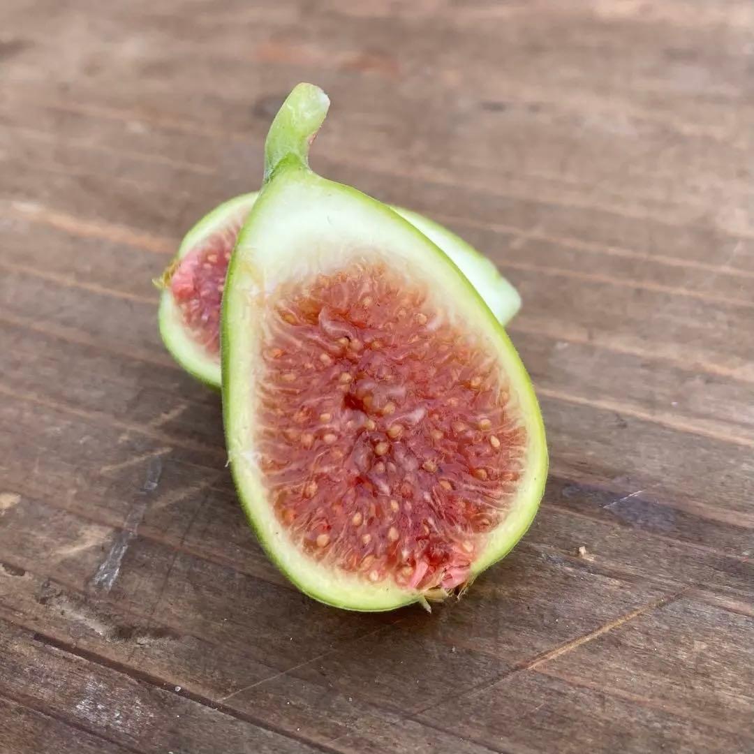 Shtawi 穂木 イチジク - メルカリ