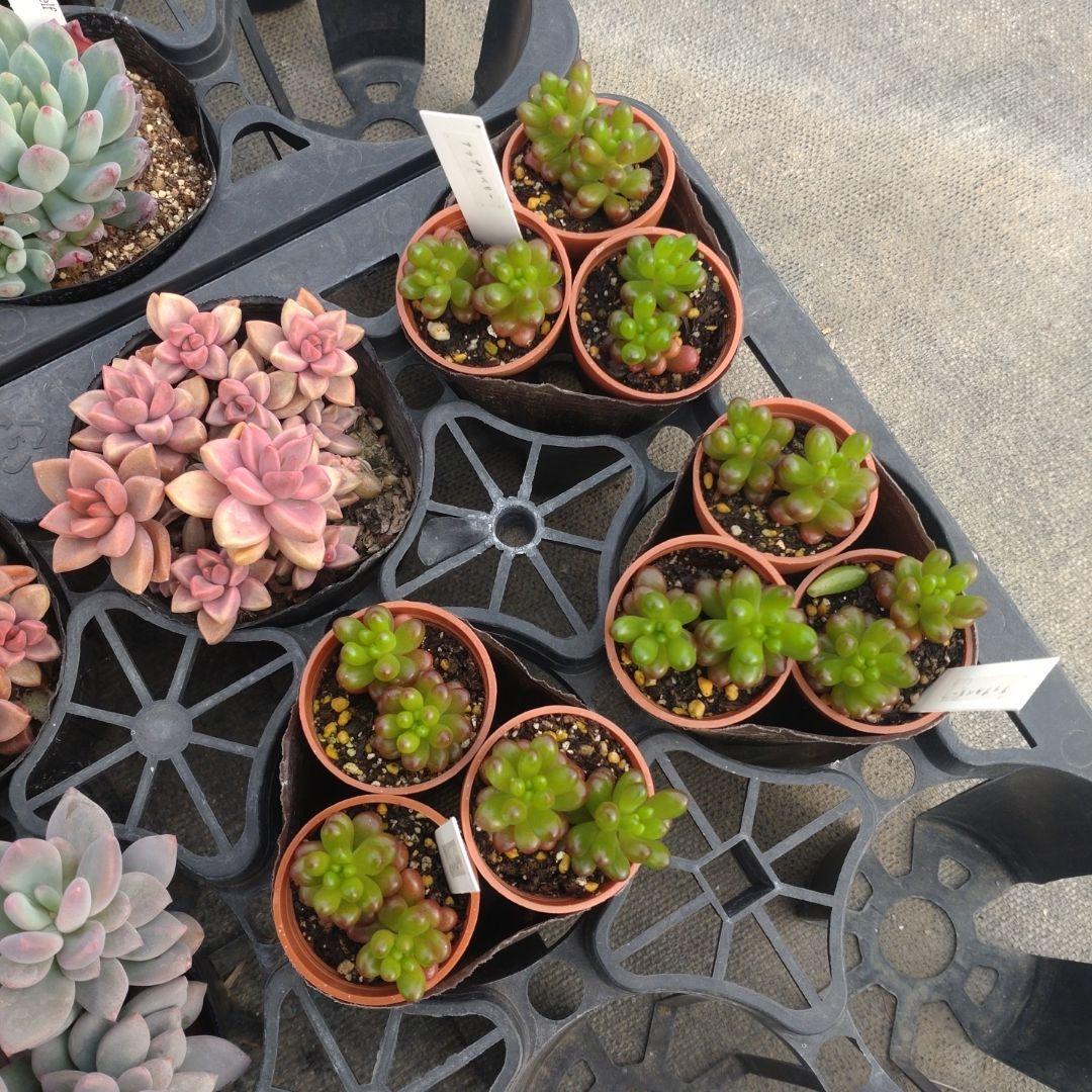 ☆彩之助☆さん専用