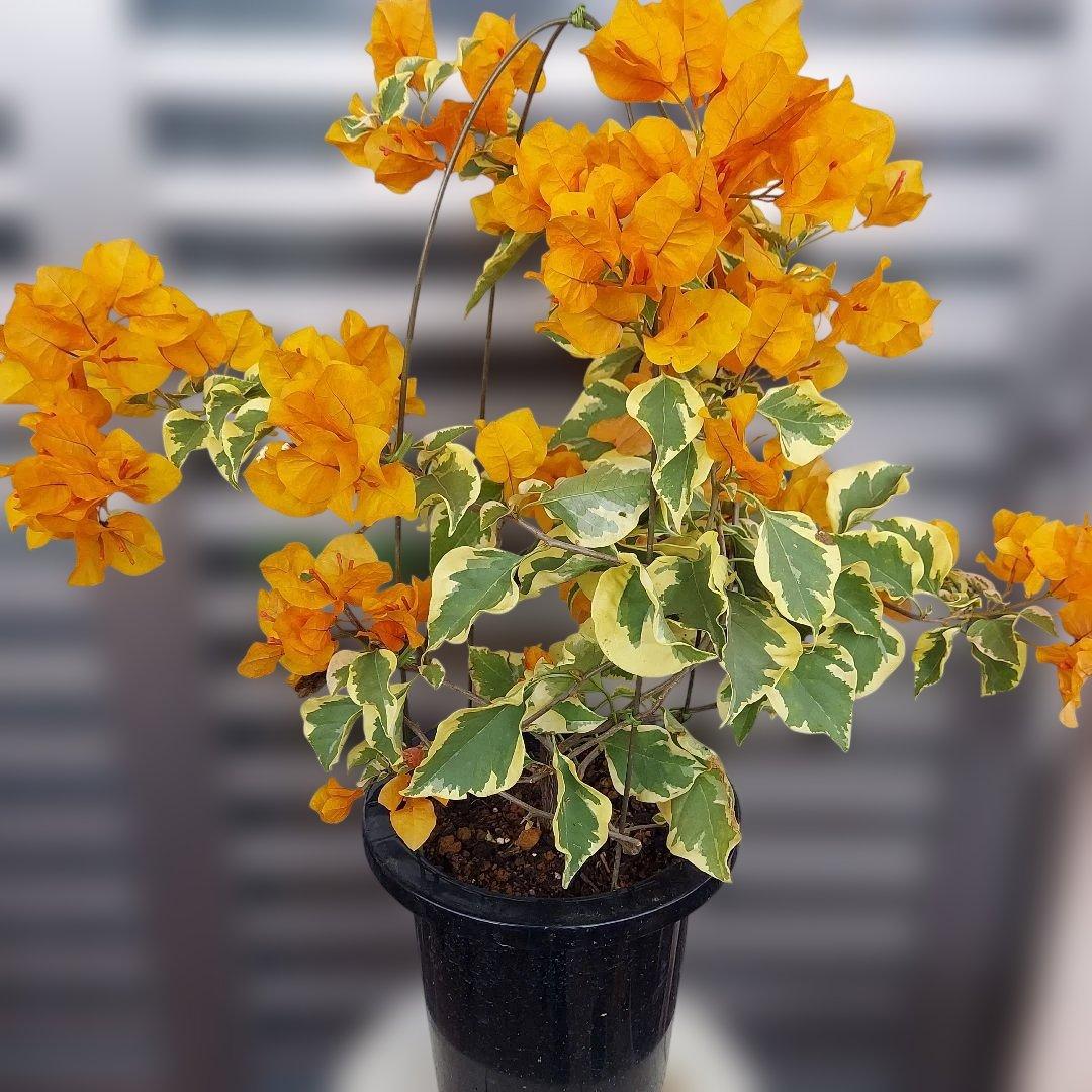 ブーゲンビリア斑入りオレンジ‼️No.62　 らくらくメルカリ便発送‼️ 現品】ブーゲンビリア ブーゲンビレア カリフォルニアオレンジ 7号鉢