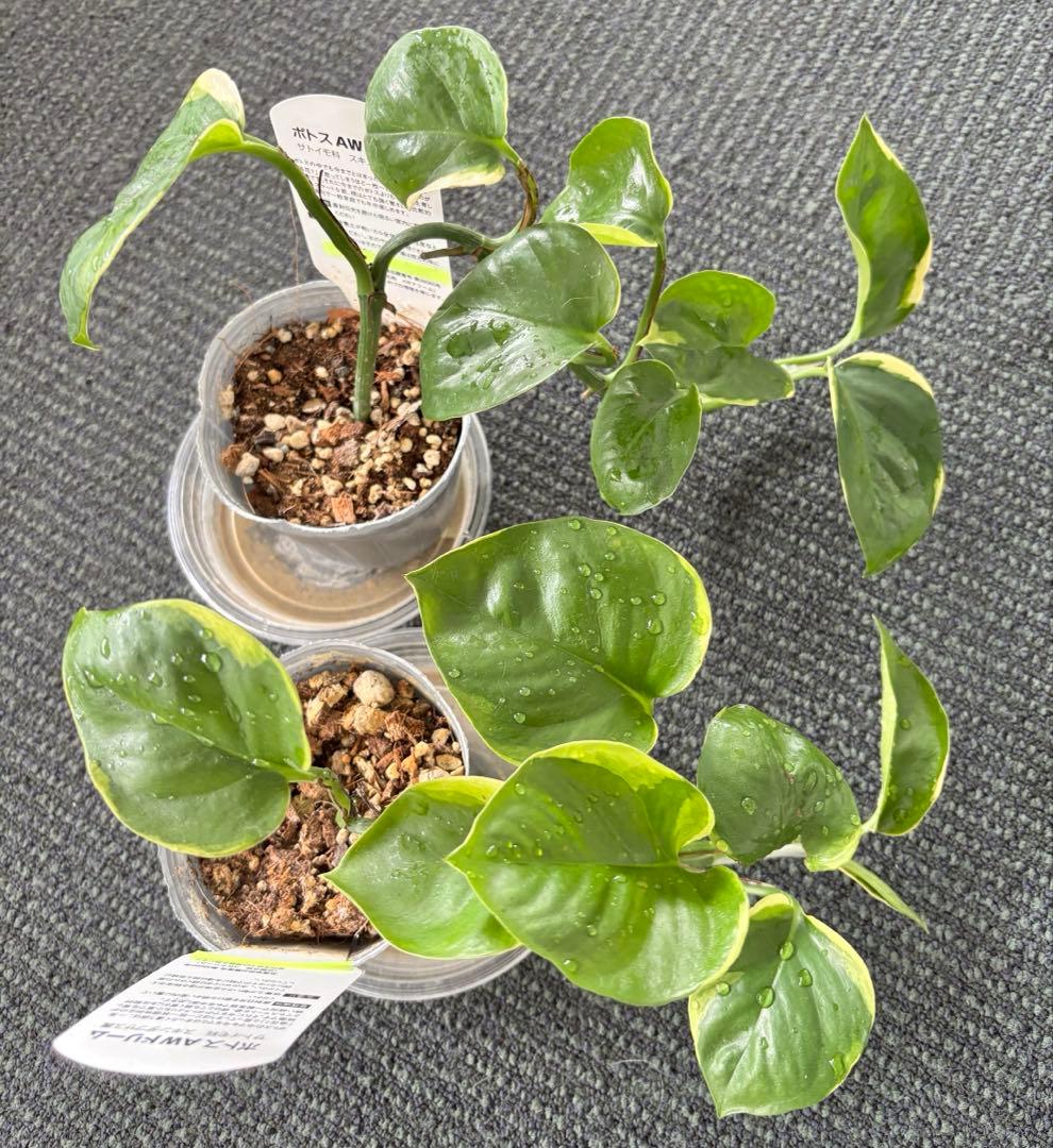 観葉植物 ポトス 苗 ハンギング 吊り インテリア 新品種