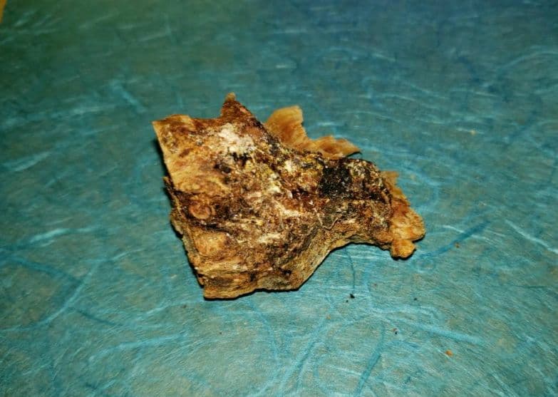 57 伽羅、六国五味、聞香、香木、沈香「ブルー白檀根瘤12,5g」