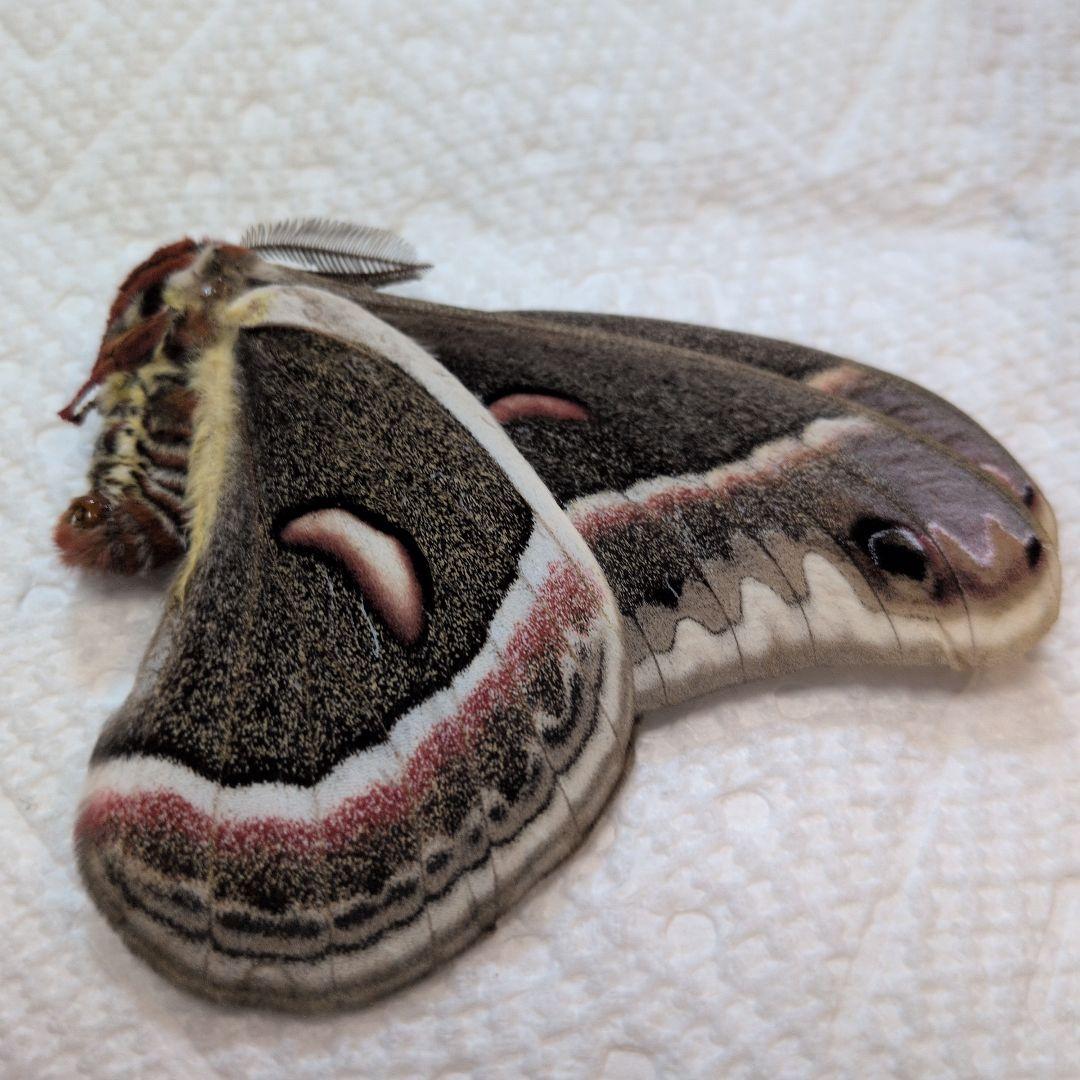 ラスト！ セクロピアサン 蝶標本 カナダ産 セクロピアサン 蛾標本