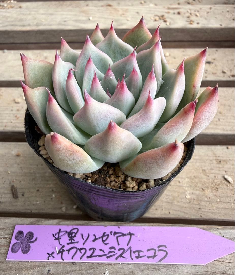 中里リンゼアナxチワワエンシスイェコラ - メルカリ