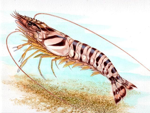 生物細密画（水彩）「クルマエビ」