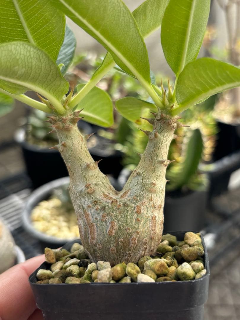 アラジン❗️ 003極上良型‼️ パキポディウム ウィンゾリー　国内実生株