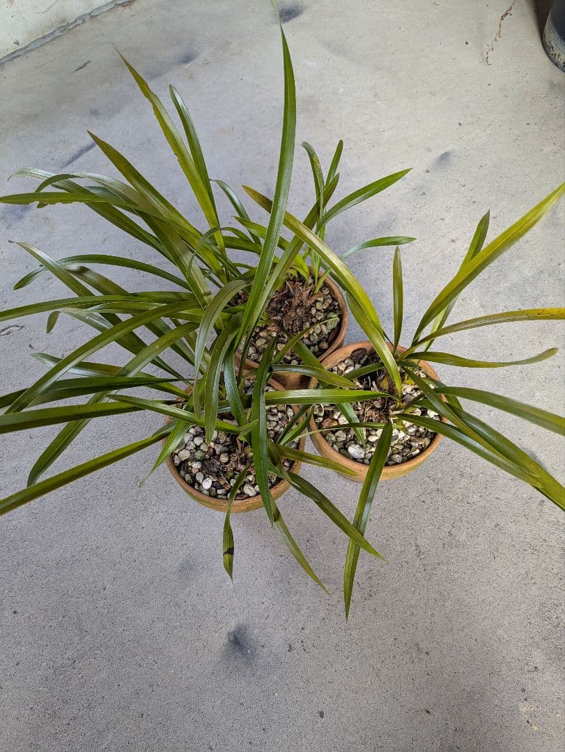 キンリョウヘン　白花　３鉢　日本蜜蜂　誘引