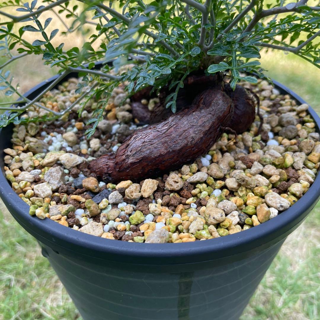 南ア産・発根済】エンセファラルトス・ホリダス 約5cm +子株2｜No4-14