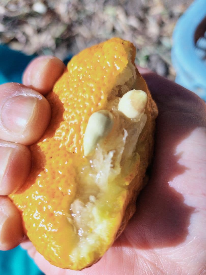 採りたて！！霜降り実生本柚子 10㌔ - メルカリ