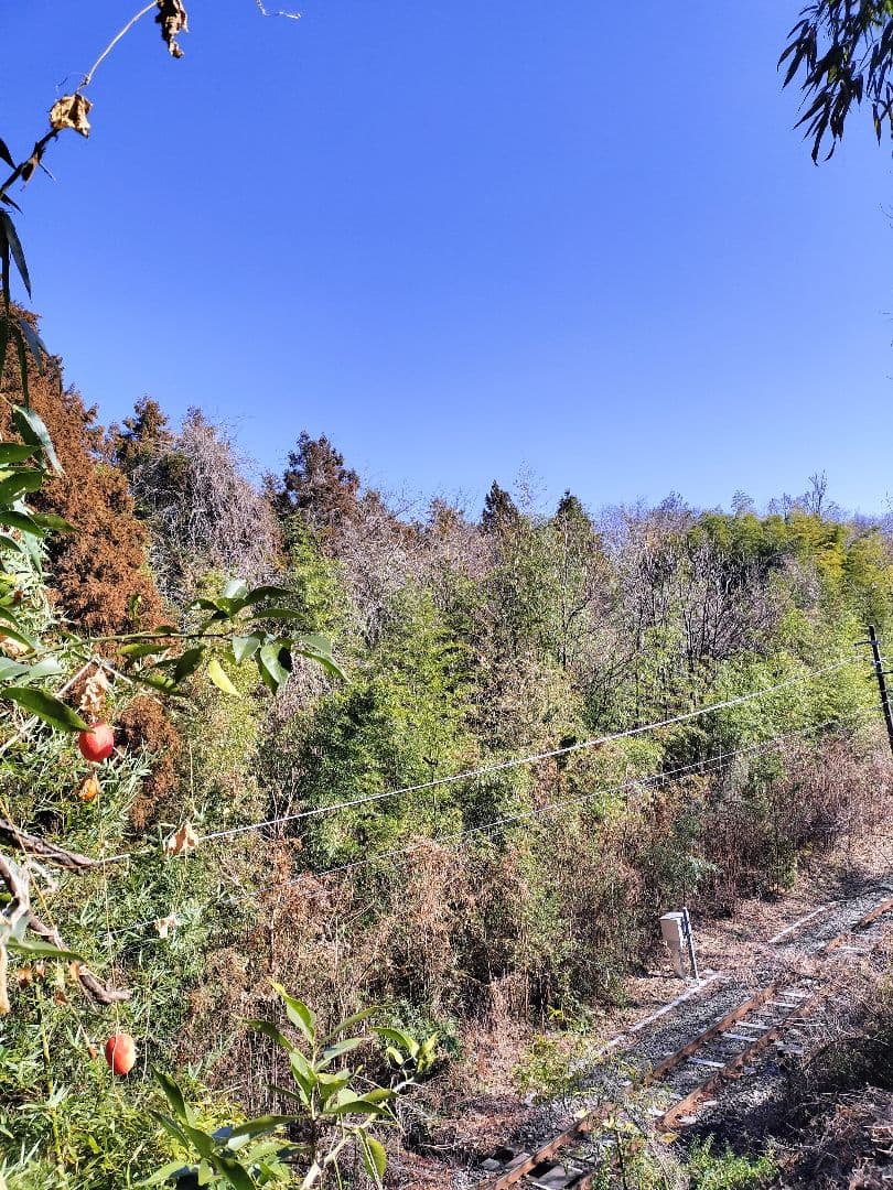 採りたて！！霜降り実生本柚子 10㌔ - メルカリ
