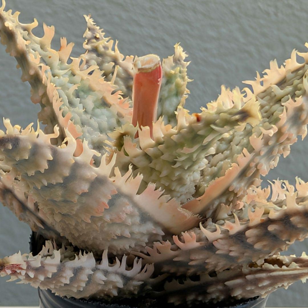 多肉植物 アロエ テンプラハイブリッド(実生苗です) - メルカリ