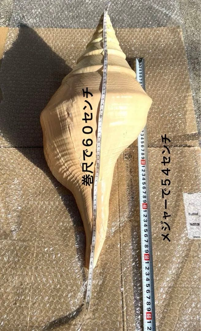 超特大54cm 世界最大級 法螺貝 アラフラオオニシ 修験道 山伏 置物