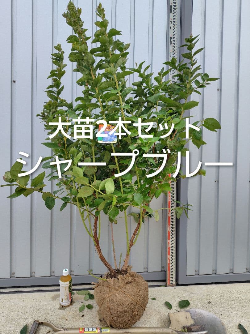 ブルーベリー苗シャープブルー大苗2本セット
