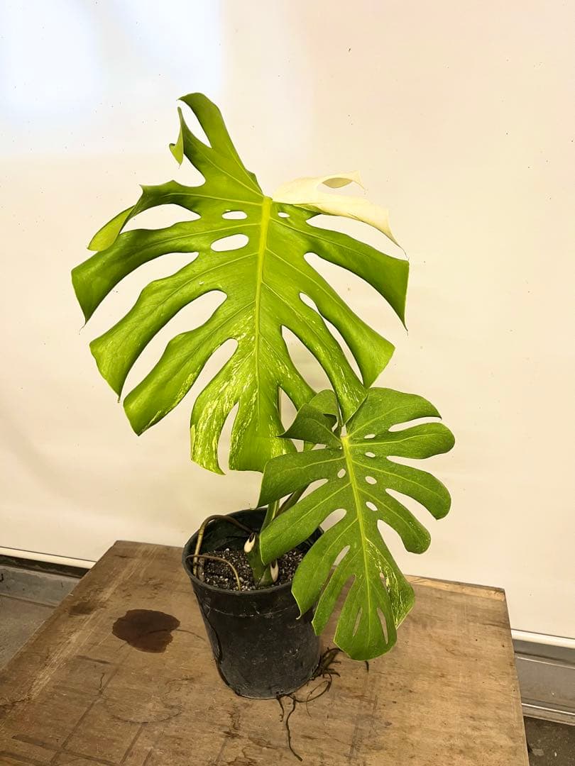 斑入り　モンステラ　デリシオーサ　艶姿　白　ホワイト