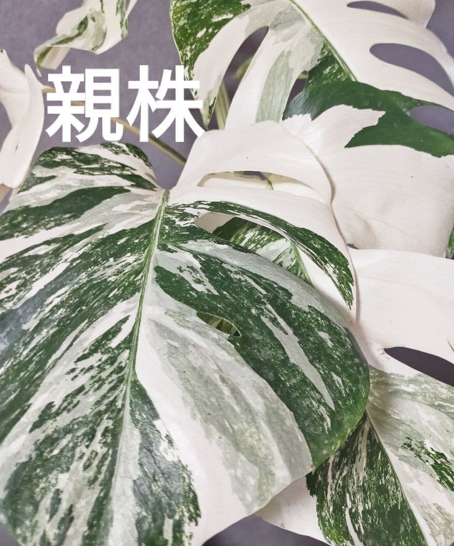 セール中】極美斑入りモンステラ トップカット 3芽 ホワイトタイガー