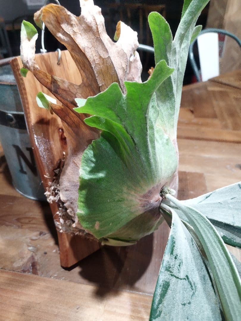 P.willinkii Sri Peuak×willinkii Watchara