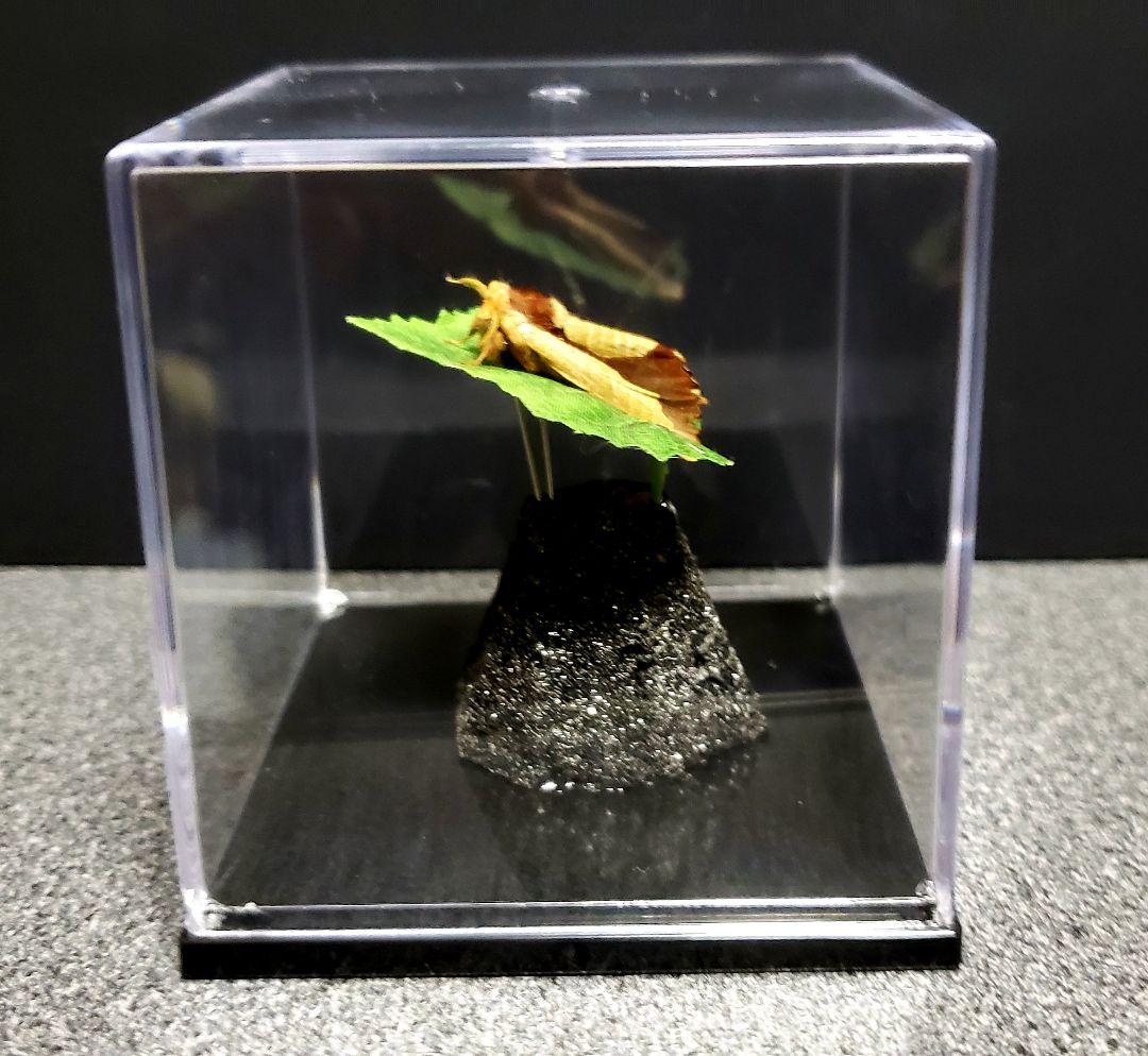 くなりみい様 専用出品 立体標本8点