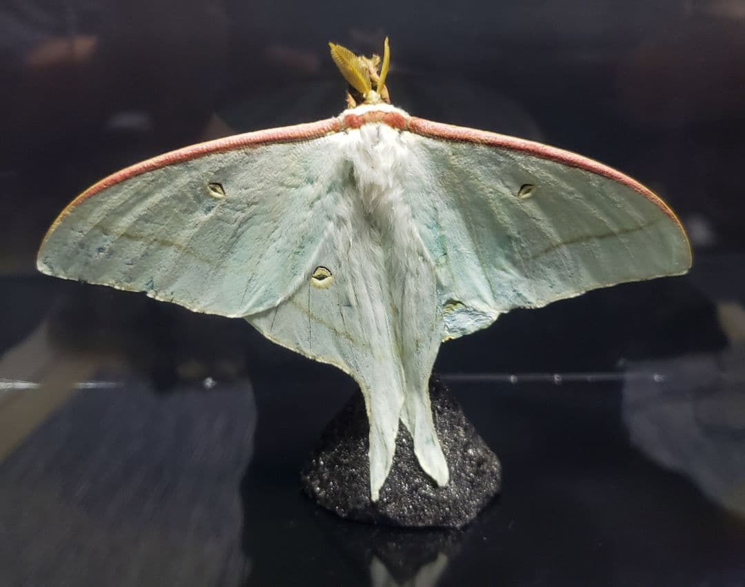 くなりみい様 専用出品 立体標本8点