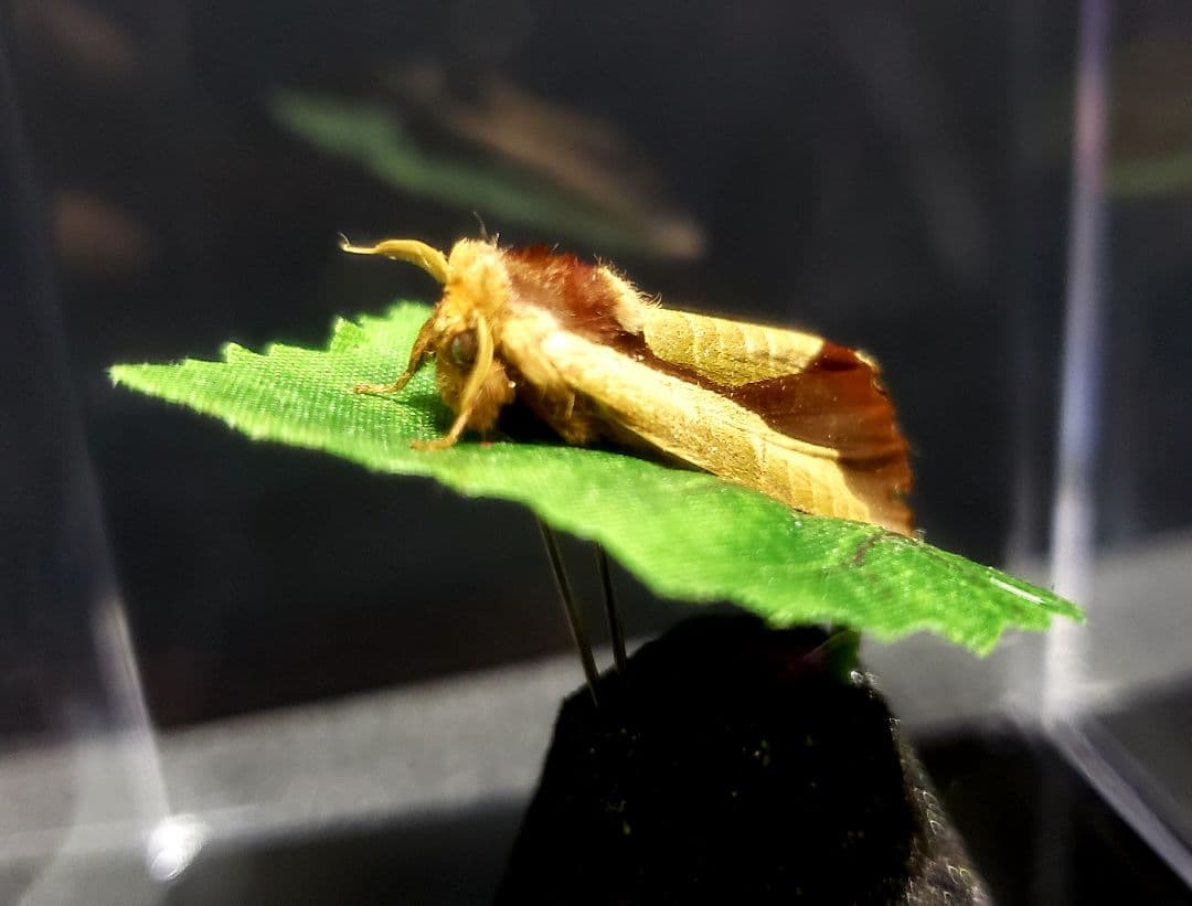 くなりみい様 専用出品 立体標本8点