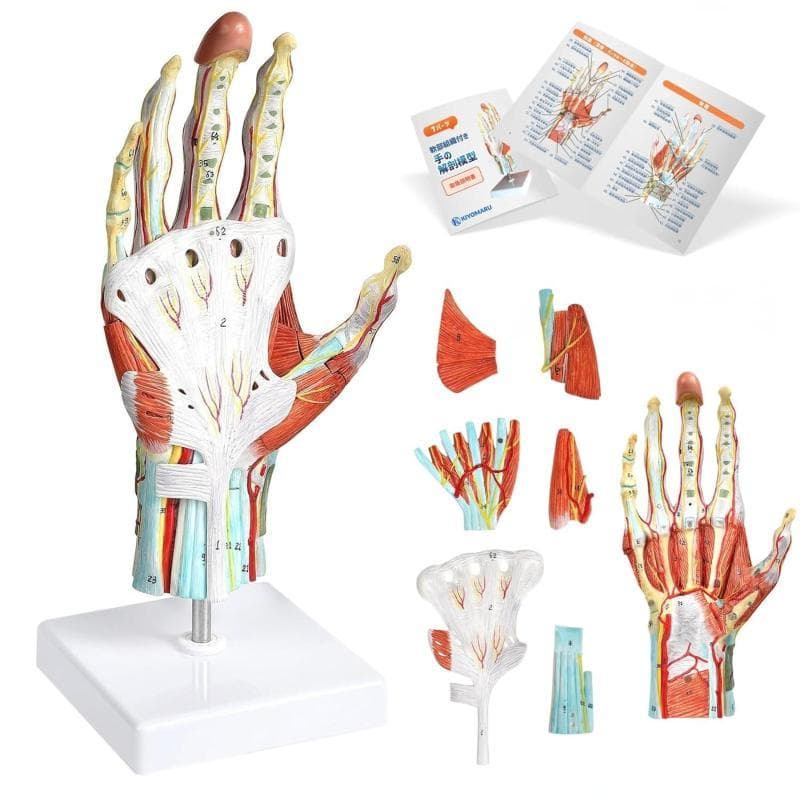 【未開封新品】手解剖模型 7パーツ分解モデル 等身大