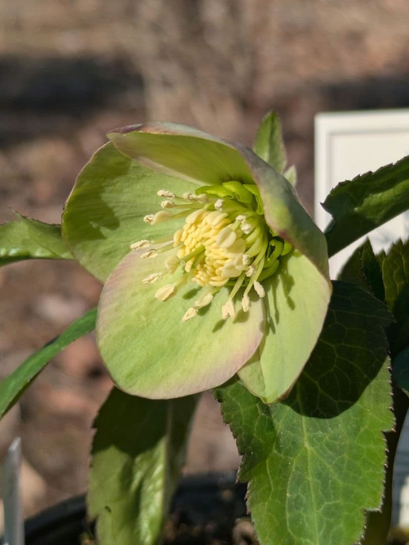 高橋育苗 little beast オキシデンタリス系 原種交配 カップ咲き