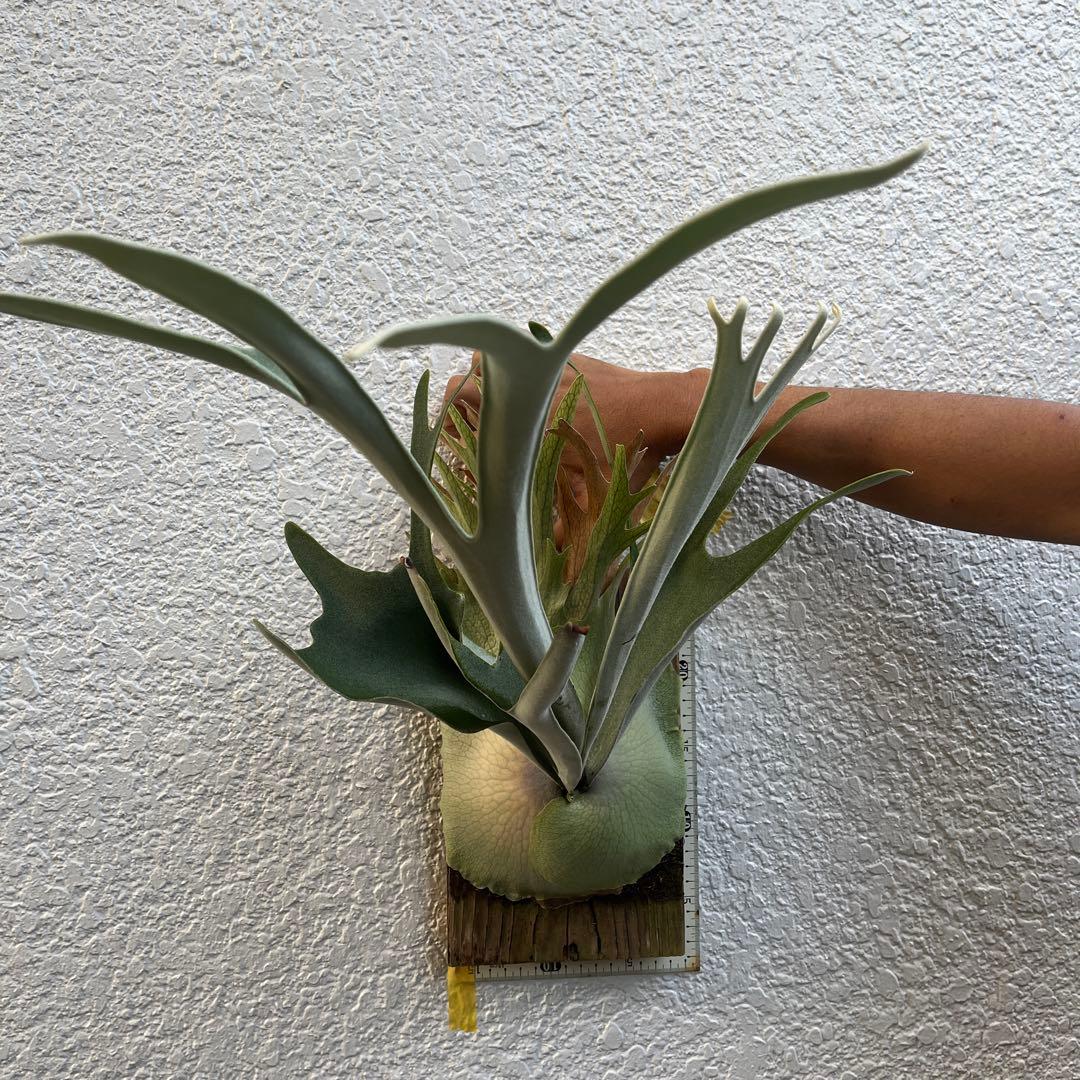 ビカクシダ　ビーチー