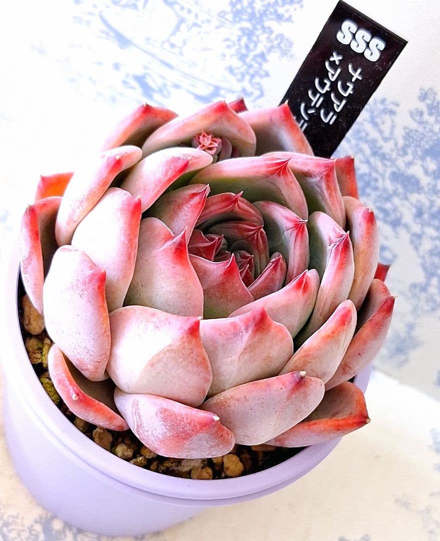 ꕤclara*様 リクエスト 9点 まとめ商品