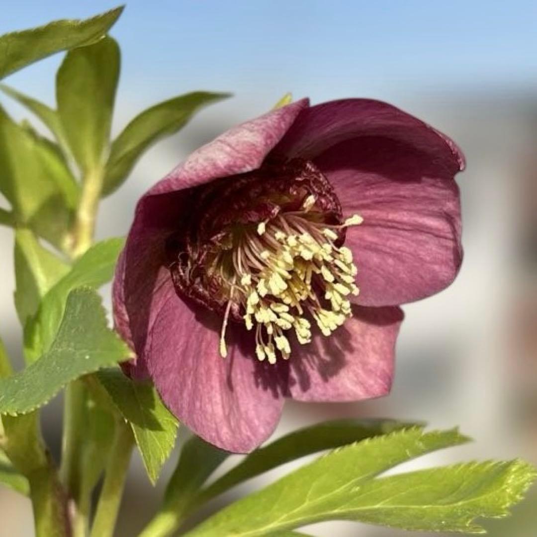 加藤農園　SDカップ咲きフレグランスピンククリスマスローズ　開花株　認定タグ付 クリスマスローズフェア開催中】 #曽田園芸 さん #加藤農園 さん