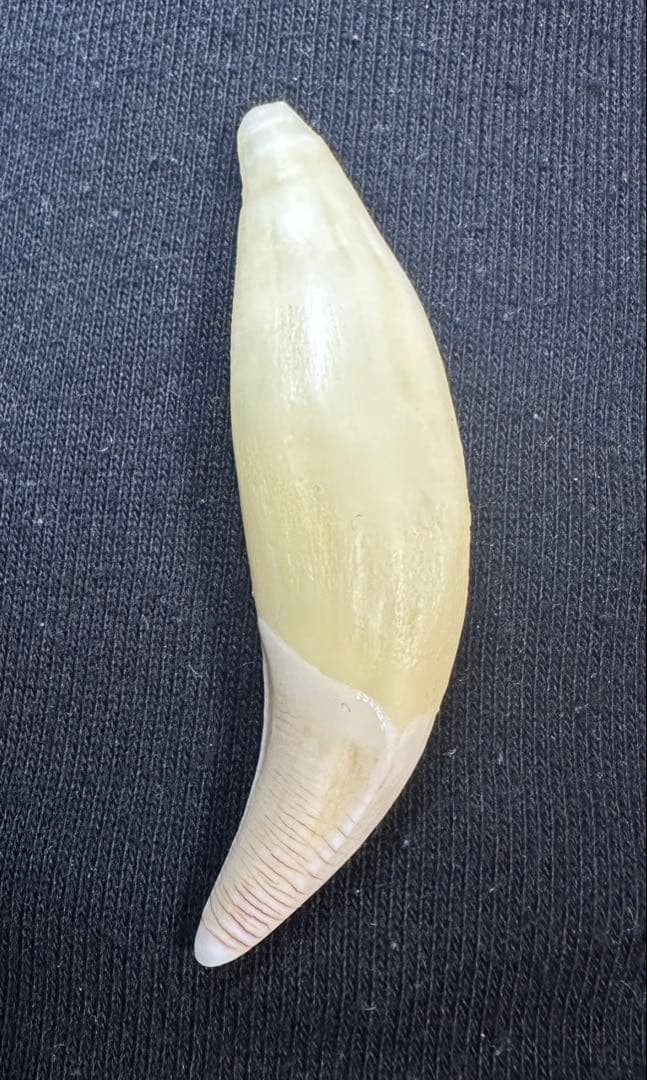 熊牙 牙 キーホルダー ネックレス 熊牙 前牙 熊歯 熊の牙 ツキノワグマ牙 ネックレス キーホルダー 送料