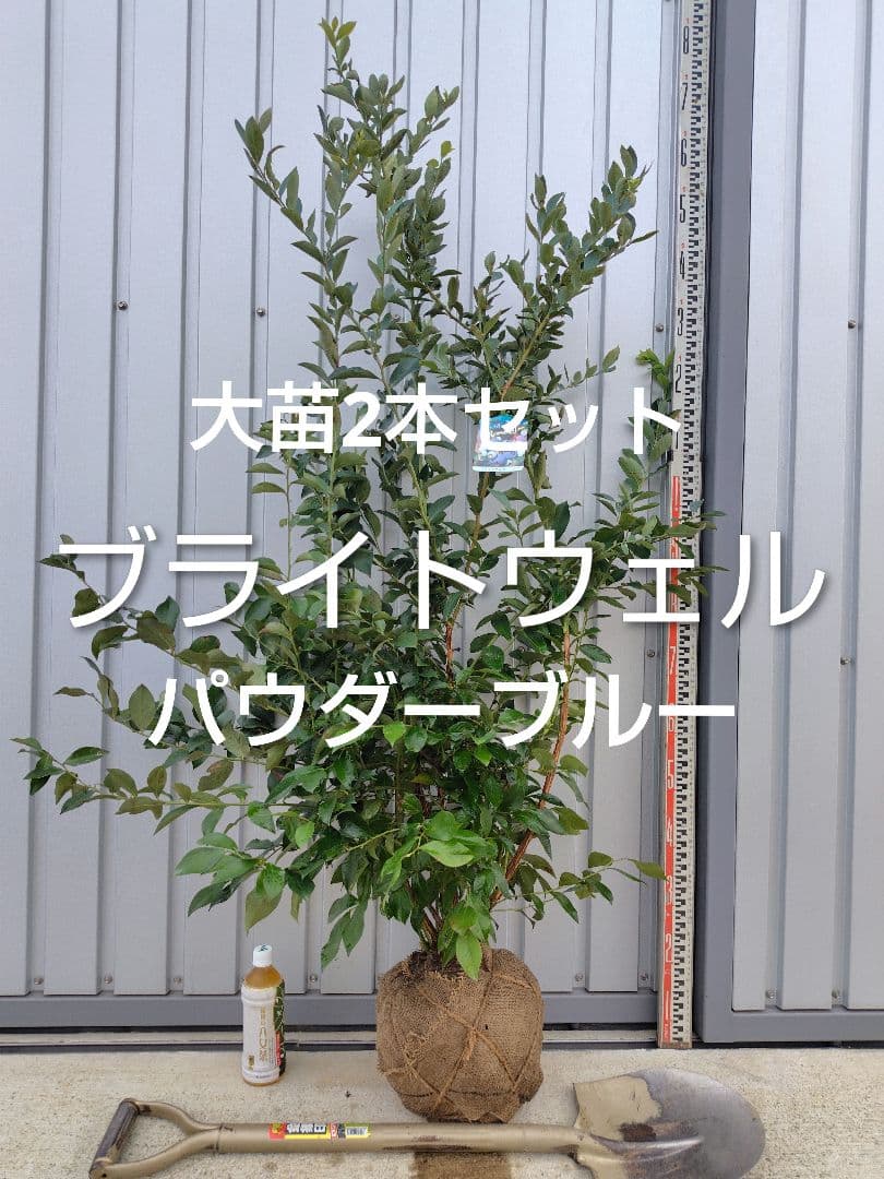 ブルーベリー苗ブライトウェル＆パウダーブルー大苗2本セット