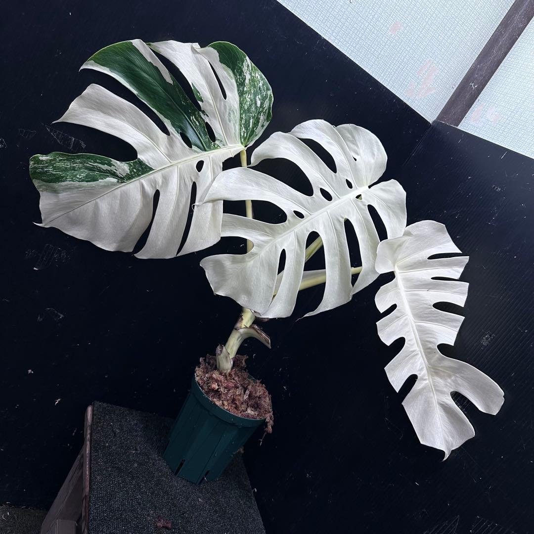 斑入りモンステラ ホワイトタイガーフルムーン極美大株54cm白斑多