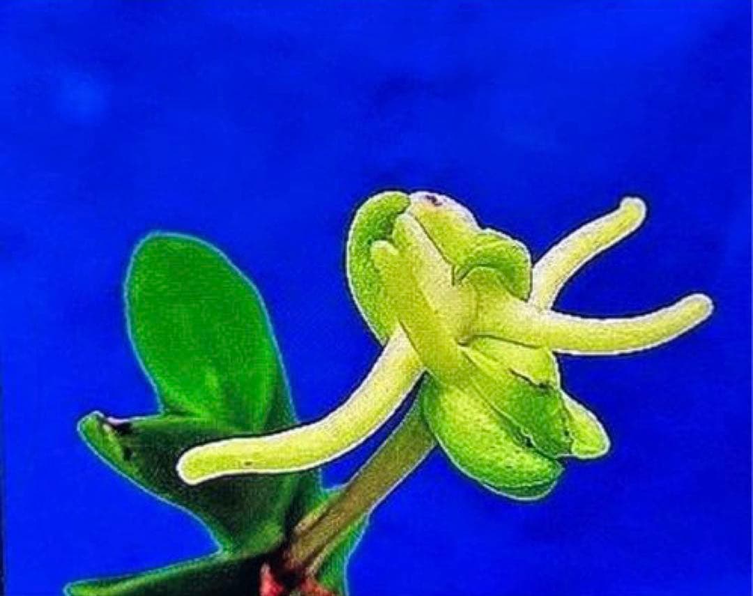 富貴蘭「緑三蝶」（開花株大株立ち）