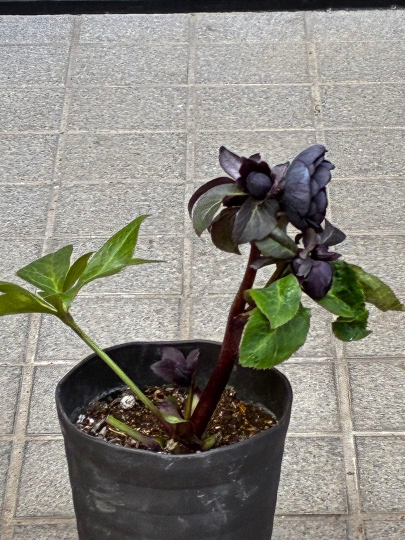 か*ん様 3453☘️限定1株☘️未株分け☘️花付き☘️⭐️コロコロ手毬咲⭐️小