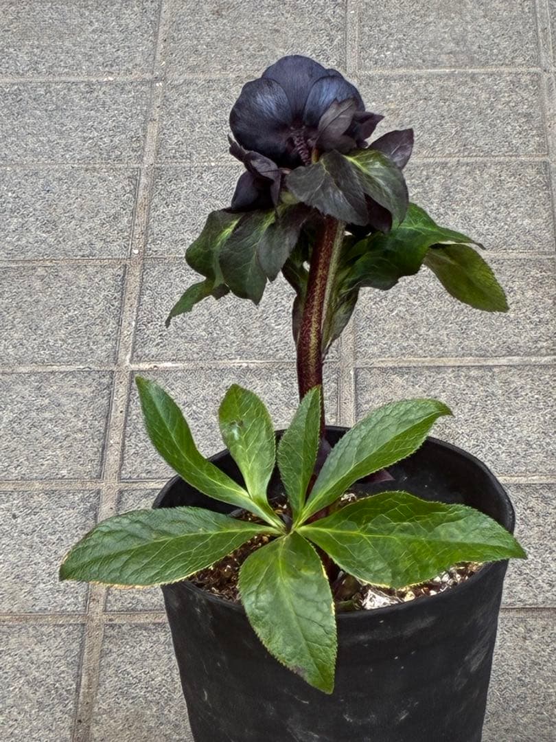 か*ん様 3453☘️限定1株☘️未株分け☘️花付き☘️⭐️コロコロ手毬咲⭐️小