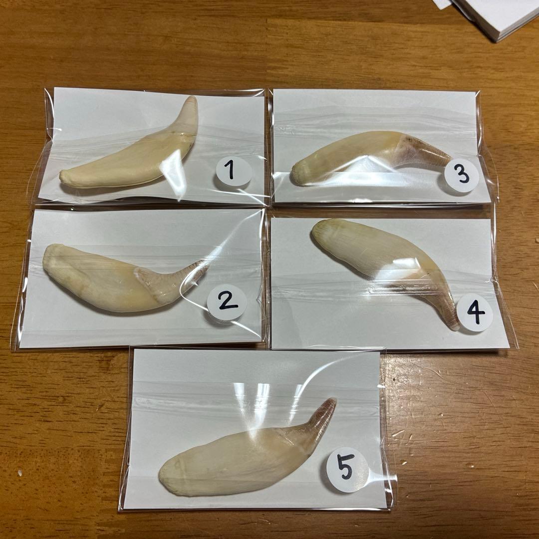 punky綾さん専用です。熊の牙　①〜⑤セット　ツキノワグマ