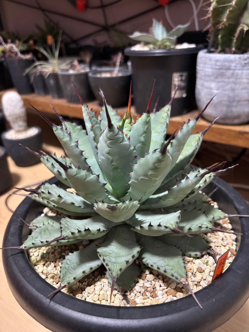 曲棘八荒雷神　アガベ　大株 曲棘八荒雷神🔥 このサイズでこの厳つさ！ スペシャルな株が入荷しま