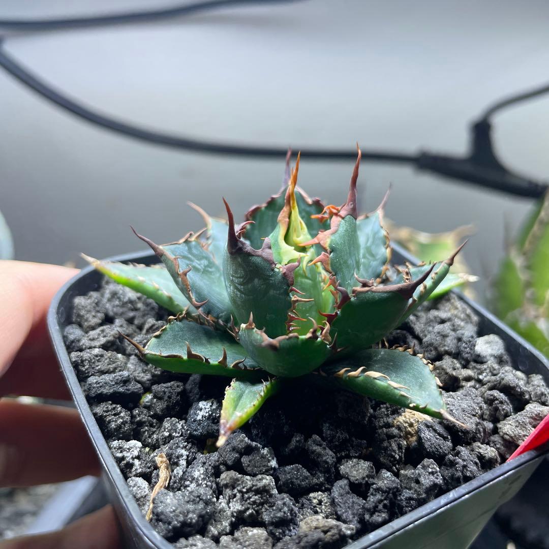 か*願様 アガベ　ホリダ実生選抜　子株 アガベ ホリダ 実生 短葉 選抜個体 「Agave Horida」 AG1-838 | EM