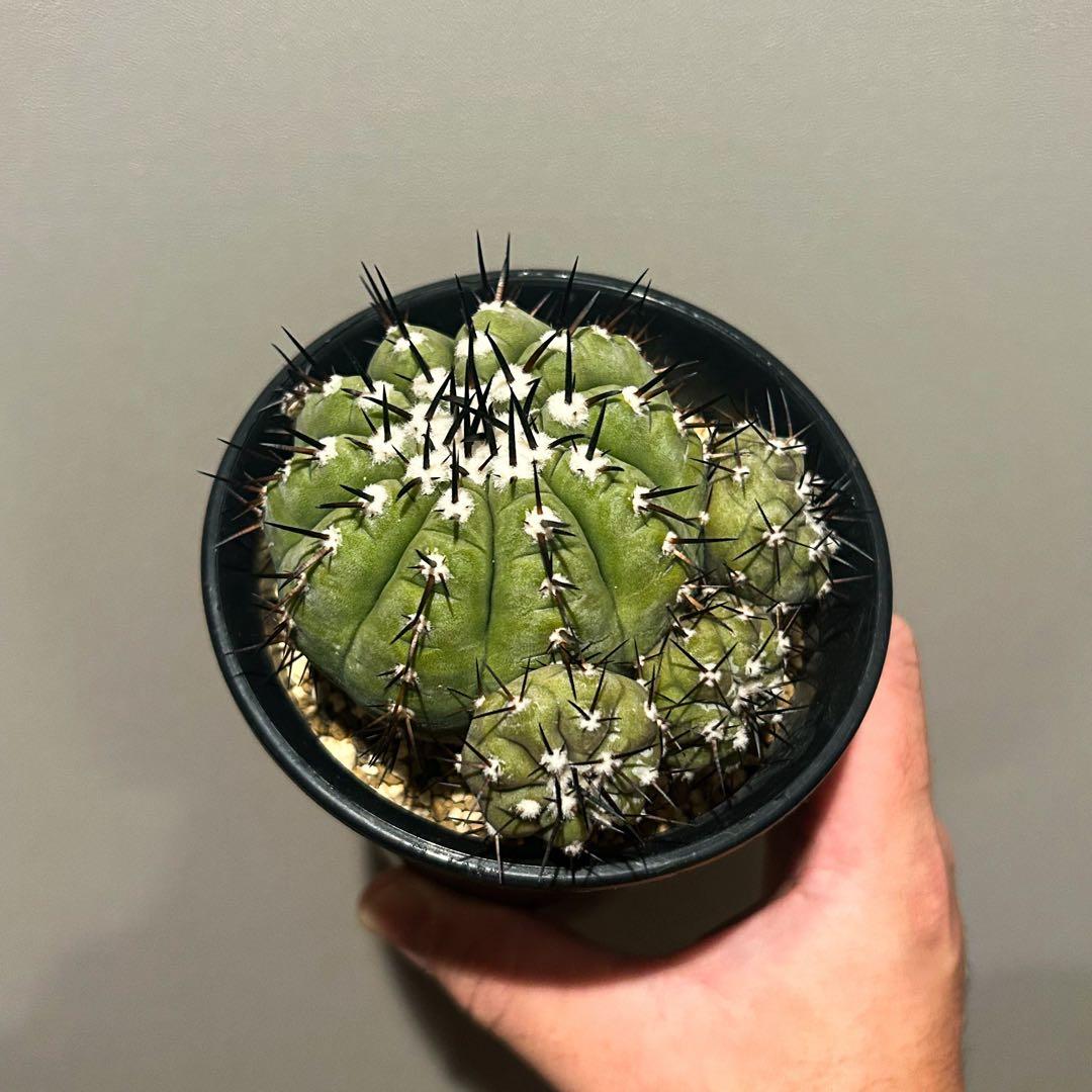 さ*男様 コピアポア　シネレア　黒王丸