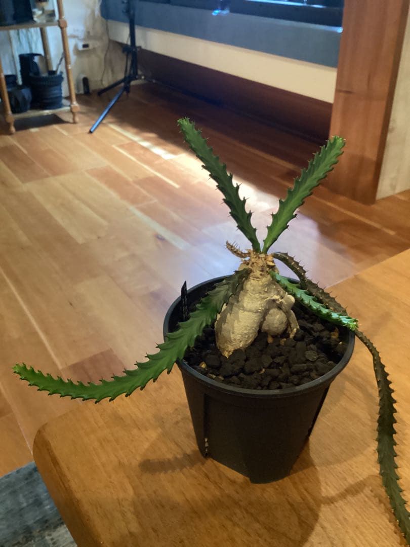 ユーフォルビア ステラータ 飛竜 現地球