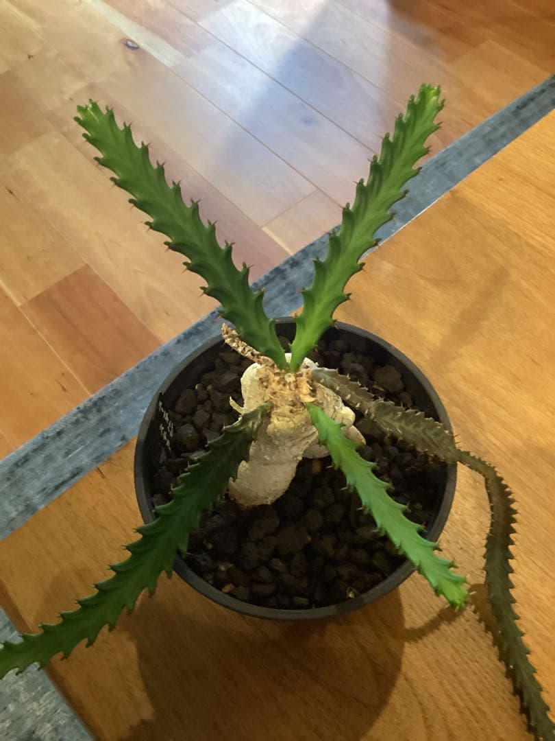 ユーフォルビア ステラータ 飛竜 現地球