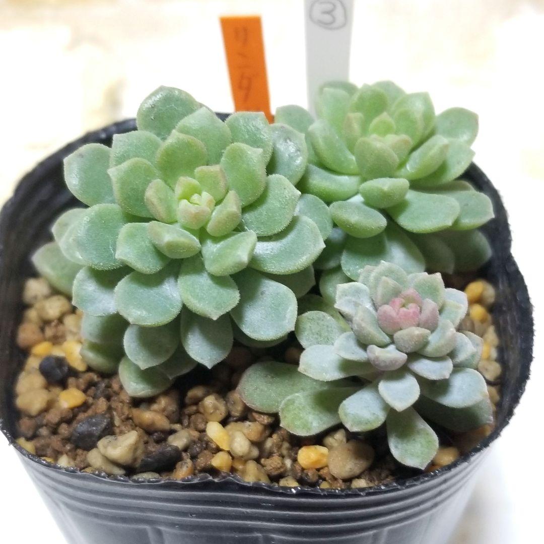 リンダリンダ ③ 抜き苗全て ぼのぼのさん 多肉植物 6cmポット - メルカリ