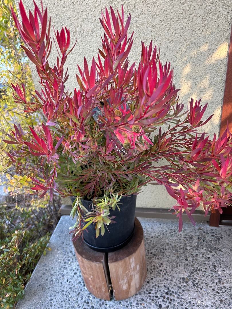 リューカデンドロンチェーキー7号