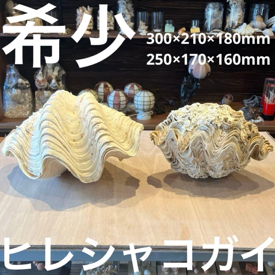 匿名配送】PSA10 連番 虎杖悠仁 宿儺 winner ユニオンレア 👡