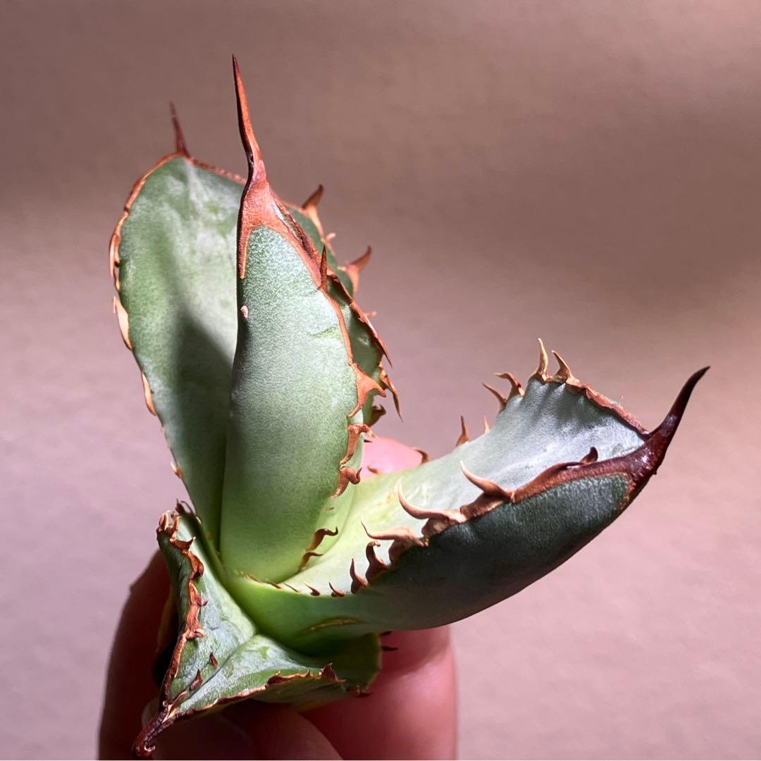 イラン株【REZA】③アガベ チタノタ ブレイズ BLAZE - メルカリ