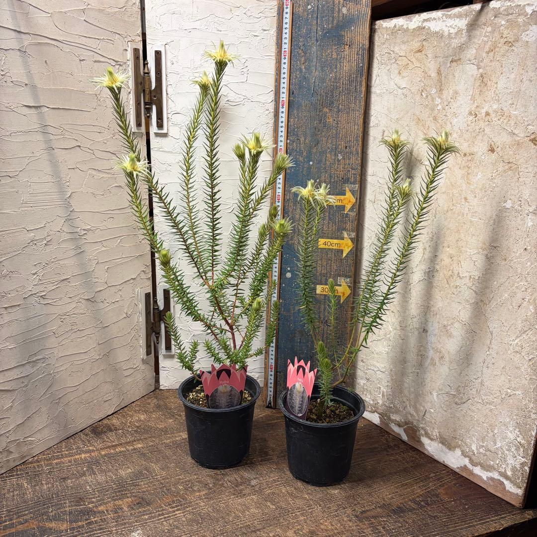 ガーデニング　フィリカ　プベッセンス　5寸2鉢　オージープランツ