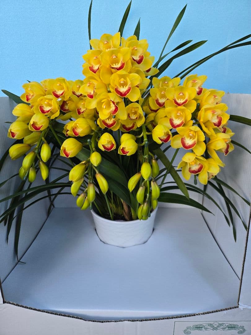 ☆シンビジューム☆ＣＹＭ　ファラオ☆陶器7号鉢☆5F☆