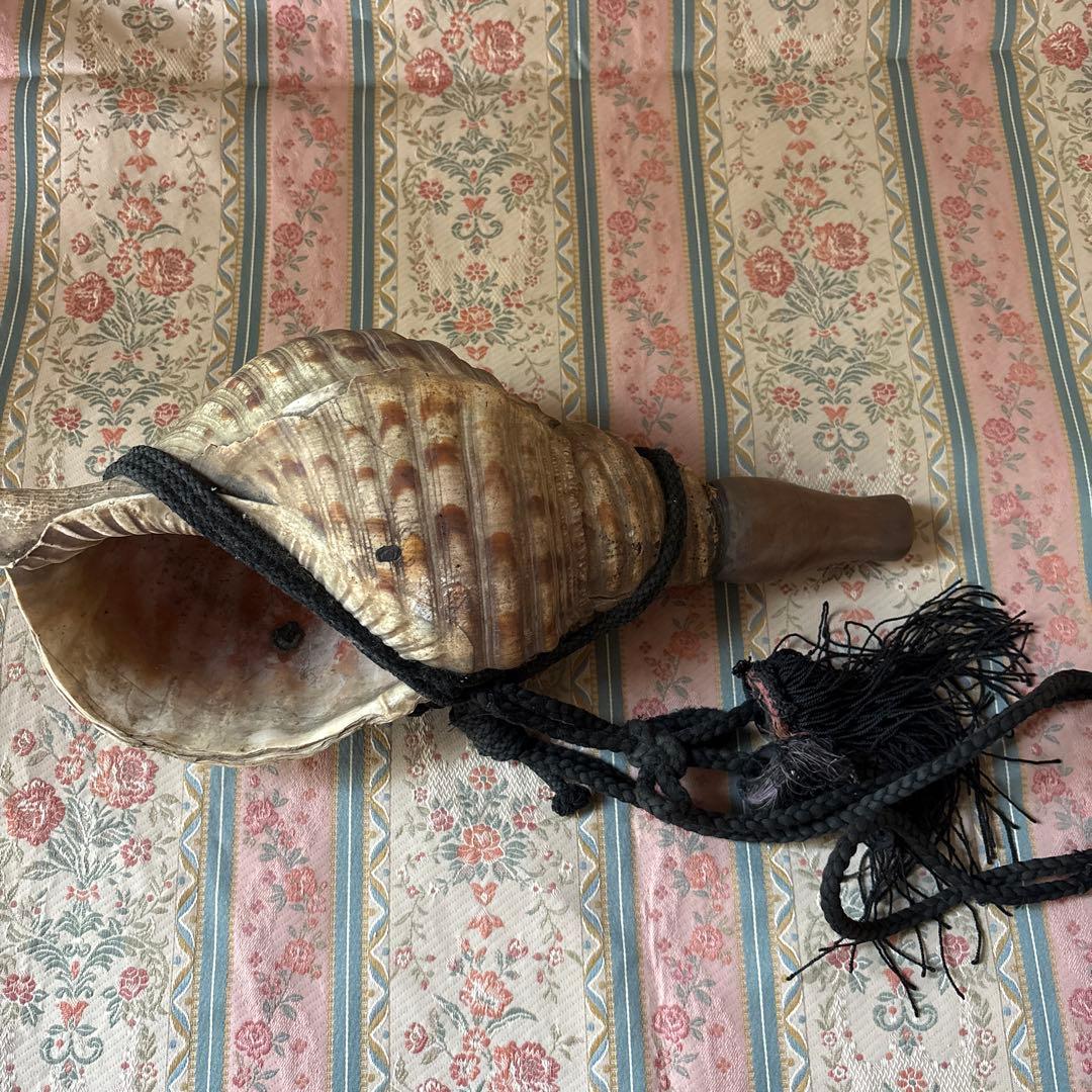 法螺貝 約37cm 大型 ホラ貝 ほら貝